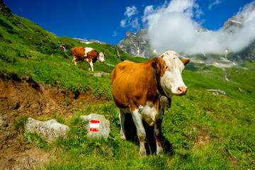 Fototapeta na wymiar Cow on a High Mountain Trail in the Alps