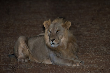 Lions
