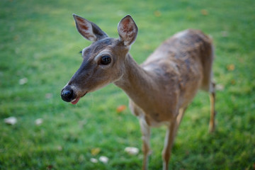 Young female deer sticking her tongue out
