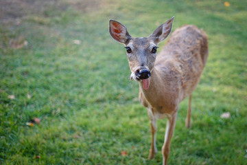 Young female deer sticking her tongue out