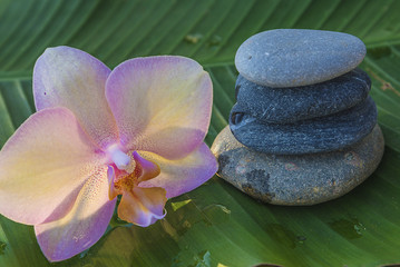 Naklejka na ściany i meble Beautiful pink orchid flower and pyramid of gray stones on wet green banana leaf on sunlight
