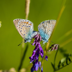 Northern Blue's mating