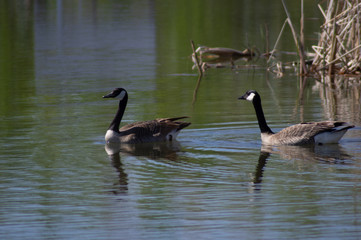 Candian Geese Water