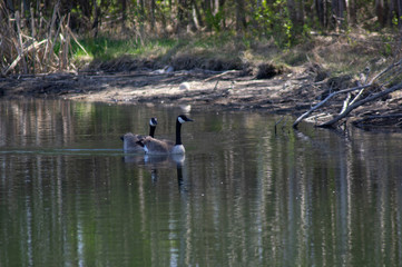 Candian Geese Water
