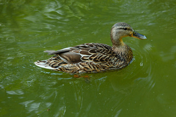 A female Duck swims in green Water