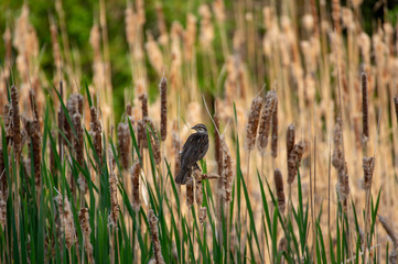 Bird perched on willows