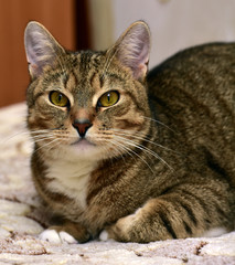brown shorthair cat lying on the couch