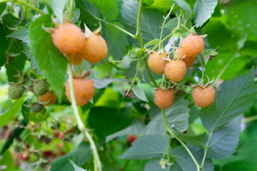 Raspberry berries on the branches. Healthy food.