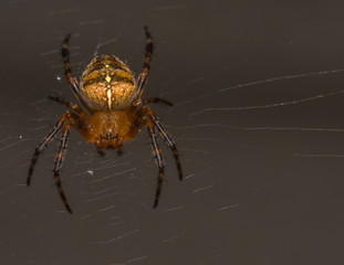 Spider waiting for the next prey