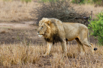 Dominant male lion walking around in the Kruger National Park in South Africa