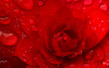 Red flower close up after the morning dew