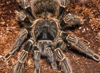 Tarantula Grammostola porteri isolated on black background