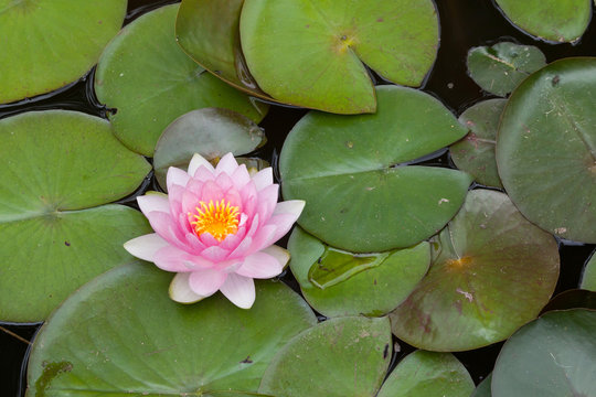 Star lotus (Nymphaea nouchali)