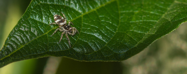 Female zebra spider hunting on a leaf