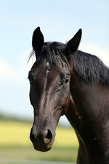 Obraz premium Head of a young thoroughbred horse on the summer meadow