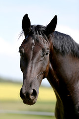 Obraz premium Head of a young thoroughbred horse on the summer meadow