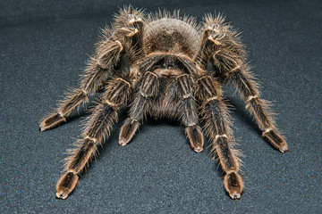 Tarantula Grammostola porteri isolated on black background