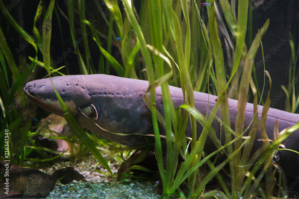 Canvas Prints electric eel (electrophorus electricus)