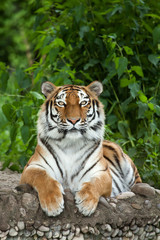 Tigre de Sibérie (Panthera tigris altaica)