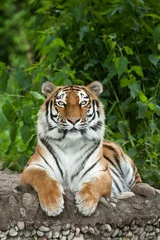 Papier Peint photo Tigre Tigre de Sibérie (Panthera tigris altaica)