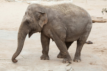 Asian elephant (Elephas maximus).