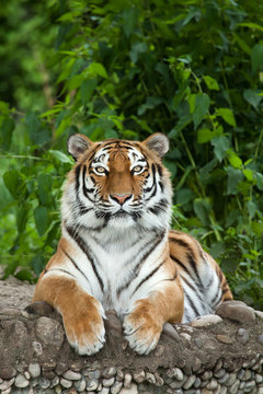 Siberian tiger (Panthera tigris altaica)