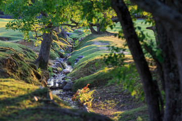 Small creek flows through crack in beautiful grassy landscape