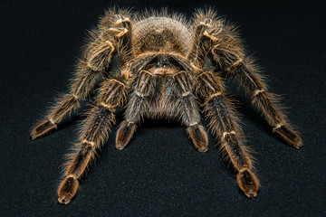 Tarantula Grammostola porteri isolated on black background