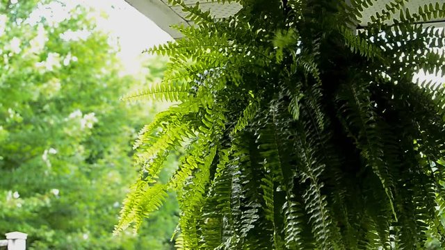Hanging fern on a porch blowing in a heavy breeze with a sunlit background.