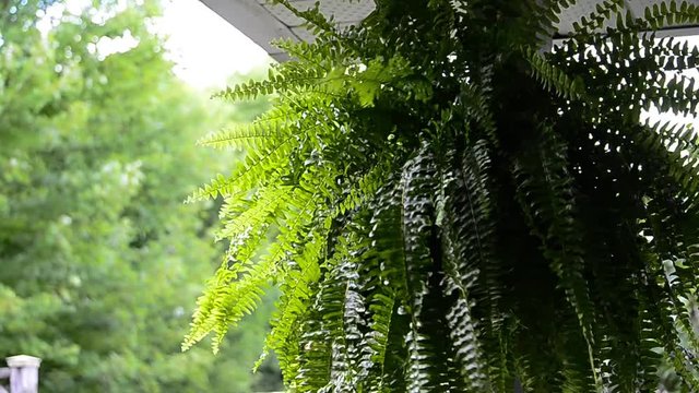 Hanging fern on a porch blowing in a light breeze with a sunlit background.