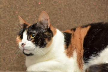 well-fed three-colored cat