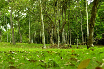 Bosque claro