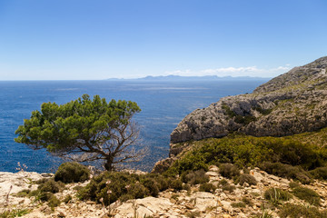 Isolate tree on the cliff in Far de Formentor