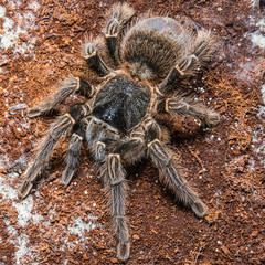 Tarantula Grammostola porteri isolated on black background