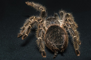 Tarantula Grammostola porteri isolated on black background