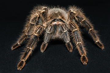 Tarantula Grammostola porteri isolated on black background