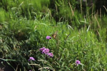 花にとまったアゲハ蝶