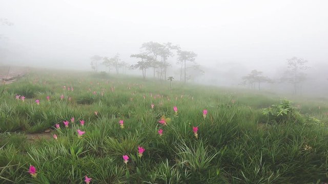 Krachai flower field with fog