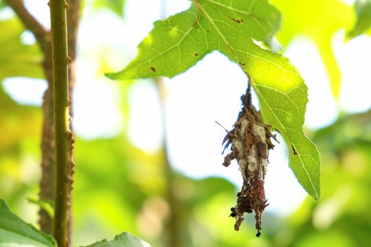 A bagworm case hangs from the canopy of a young sapling at Yates Mill Park in Raleigh North Carolina
