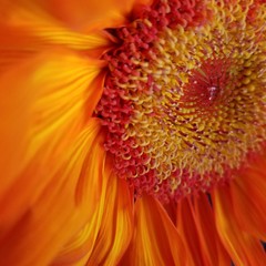 Open up your sunshine!