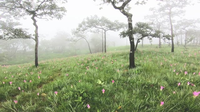 Krachai flower field with fog