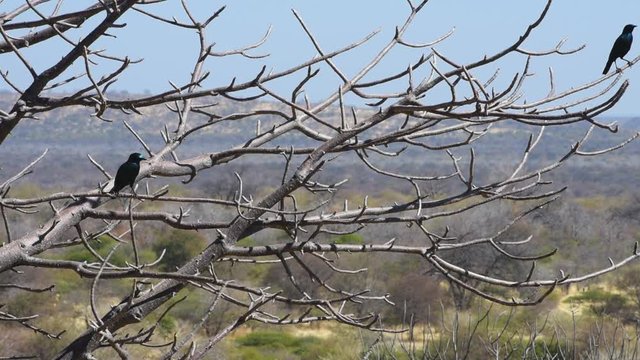 Southern Black Flycatchers hanging out on leafless branches
