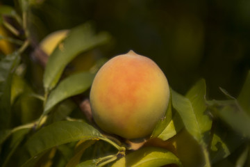 Peach ripening on the tree
