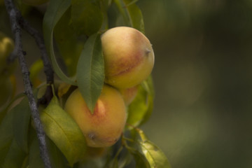 Peaches ripening on the tree