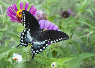 Black Swallowtail Butterfly in a zinnia garden