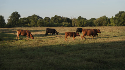 Black and red Angus cattle in a pasture, grazing