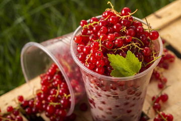 Red currant berries close-up on a table in the garden