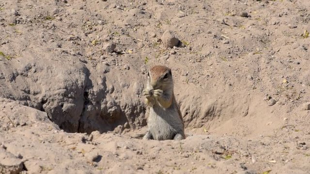 African Ground Squirrel at the entrance to his hole keeping watch