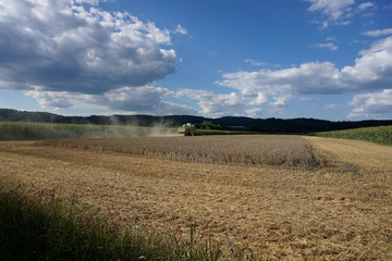 The extreme heat in Germany leads to enormous losses in the harvest of corn and corn in agriculture
