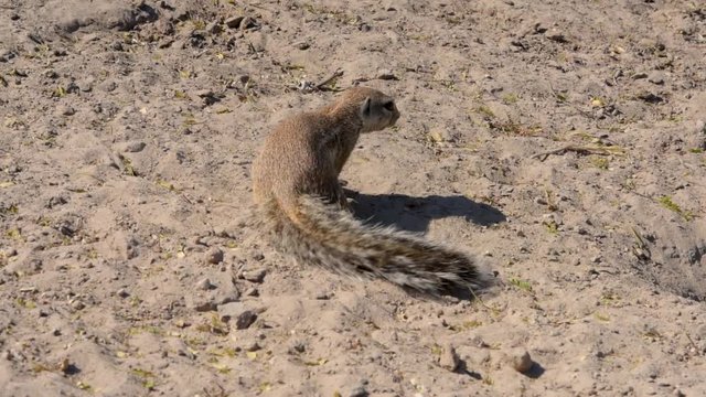 African Ground Squirrel sniffing around sandy dirt for food